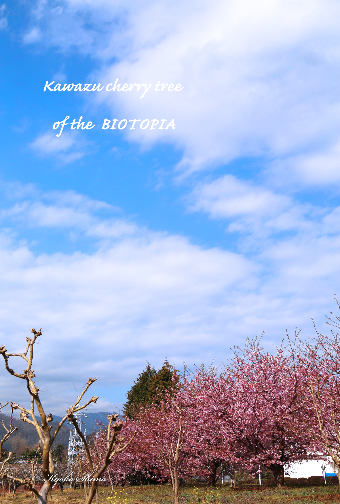 BIOTOPIAの河津桜