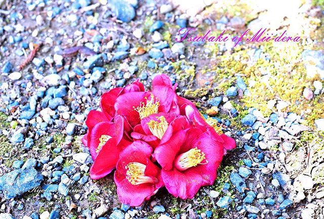 ～Instagramからの今日のフォトエッセイ♪～